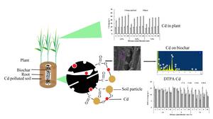 Biochar-induced charosphere microenvironment modulates soil cadmium bioavailability and wheat uptake