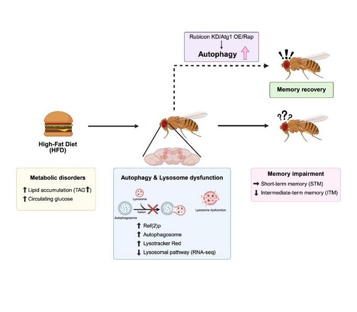High-fat diet induces memory deficits by impairing autophagic activity