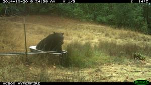 Bear in Bathtub