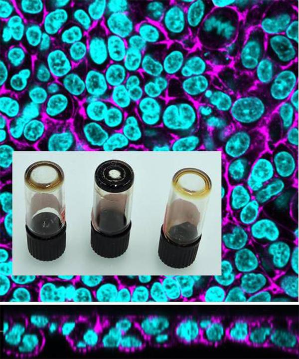 Dispersion Behavior and Agglomeration State of Carbon Nanodots