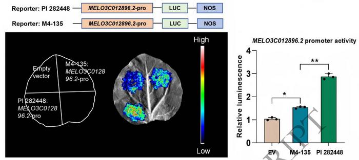 Promoter activity analysis of the MELO3C012896.2 between two parental lines.