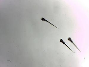Zebrafish swimming