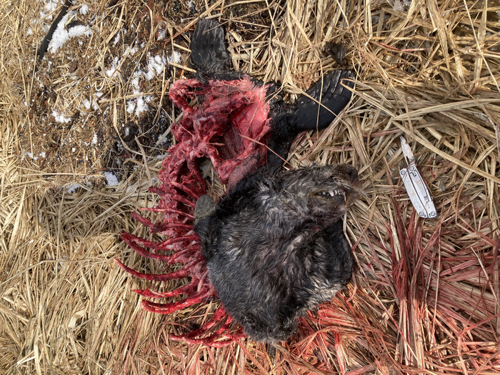 Sea otter carcass