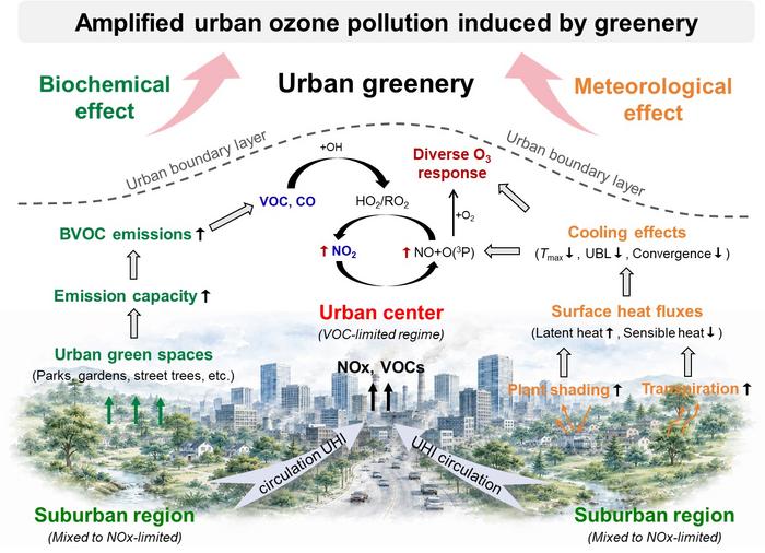Urban greenery reshapes compound heat–ozone risks through coupled meteorological and biochemical effects