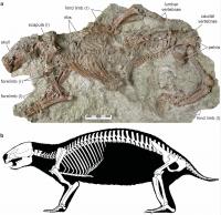 Fossil, Top, and Skeleton Drawing of Adalatherium