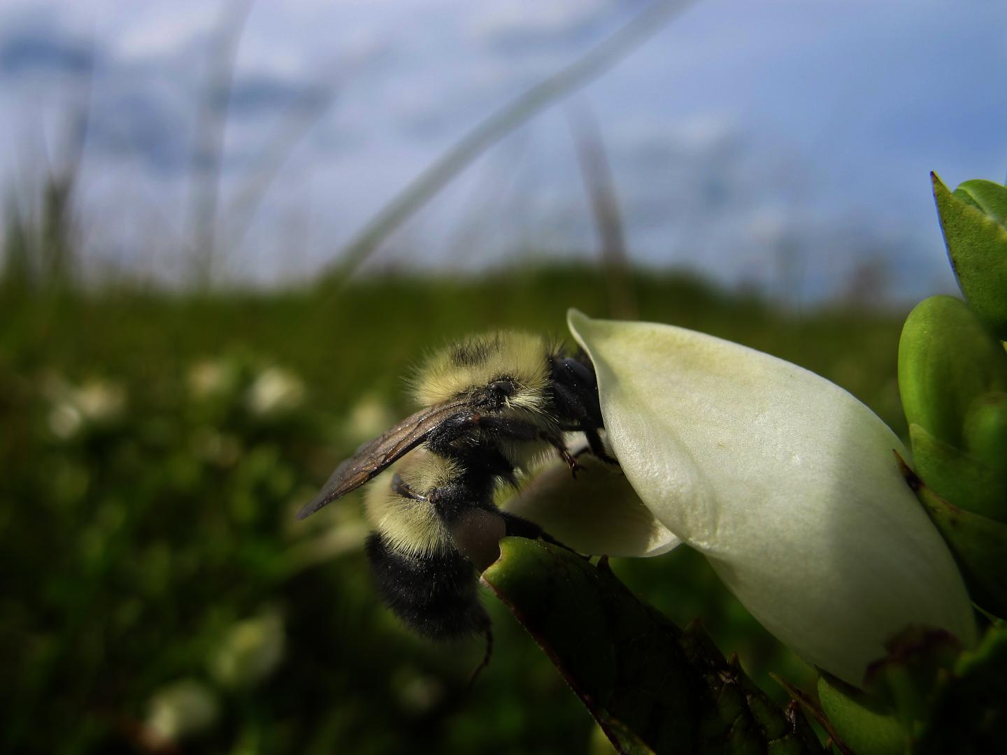 Dartmouth Bee Disease Research