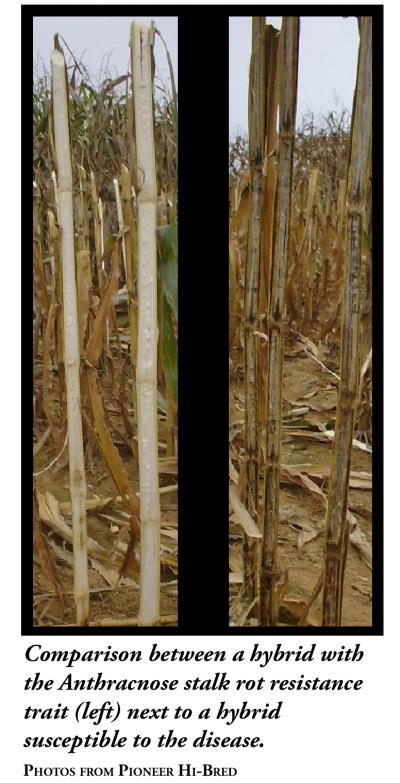 Comparison Between Corn with ASR Resistance Trait vs. Susceptible Hybrid