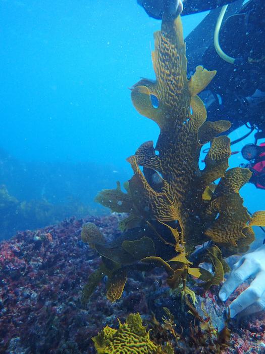 Climate-driven losses in seaweed carbon sequestration outpace habitat restoration gains