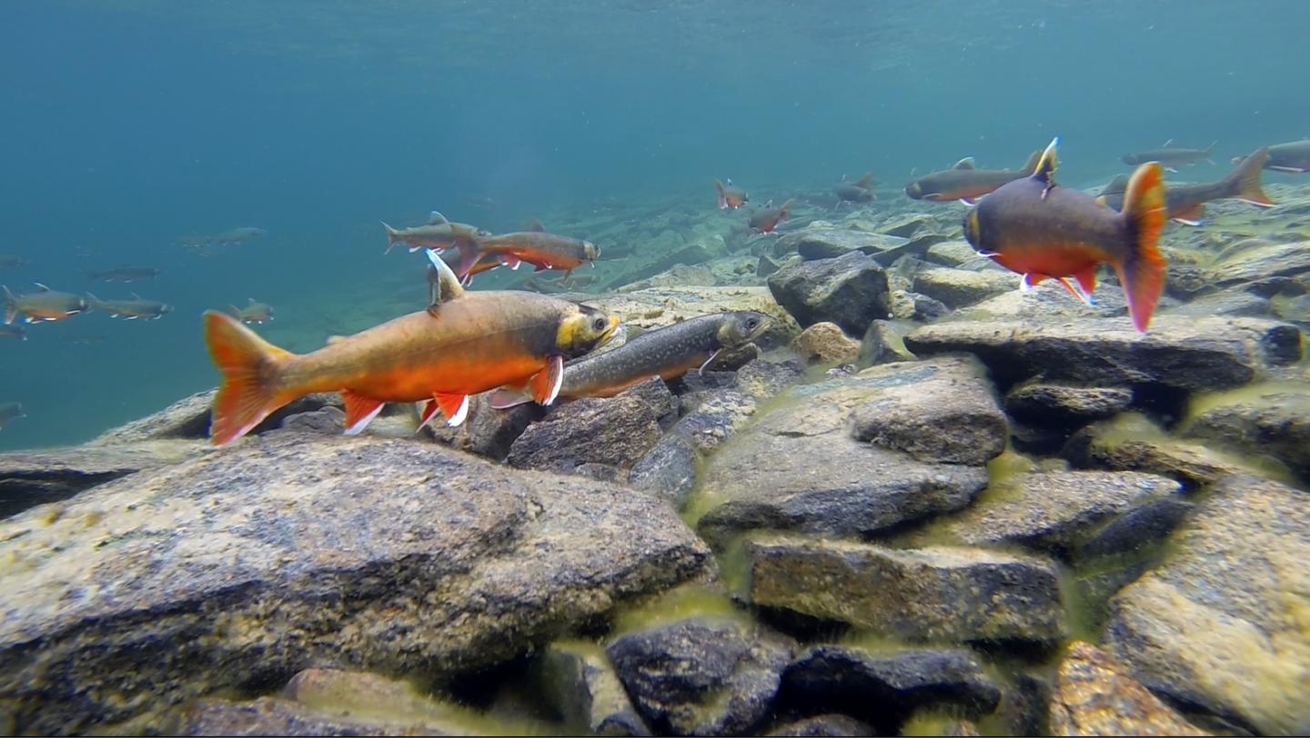 Arctic Char