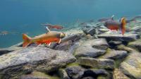 Arctic Char