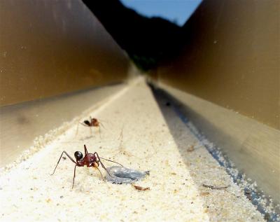 <I>Cataglyphis noda</I> Ants