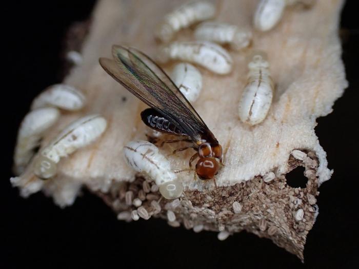 Western drywood colony