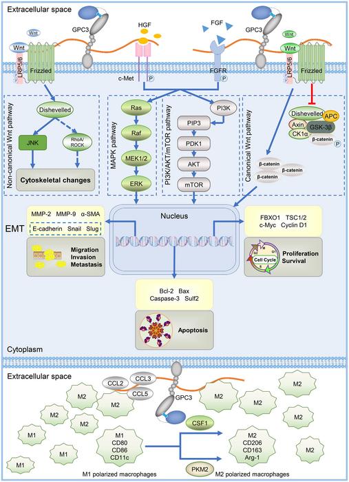 Targeting Glypican-3 for Liver Cancer Therapy: Clinical Applications and Detection Methods