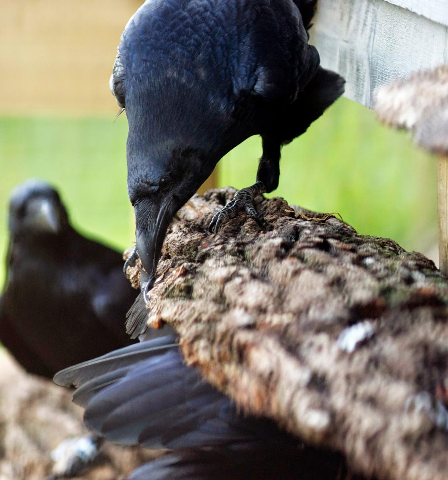 Raven (2/3)