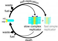 Life cycle of complex and simple replicators
