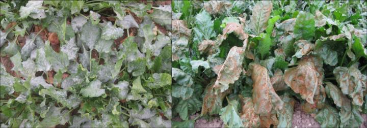 Sugar Beet Leaf