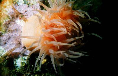 Actinia and Shrimps