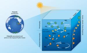 Graphical Abstract for “Unexpected Abundance and Gene Expression of Polarella from a Tropical Oxygen Deficient Zone”