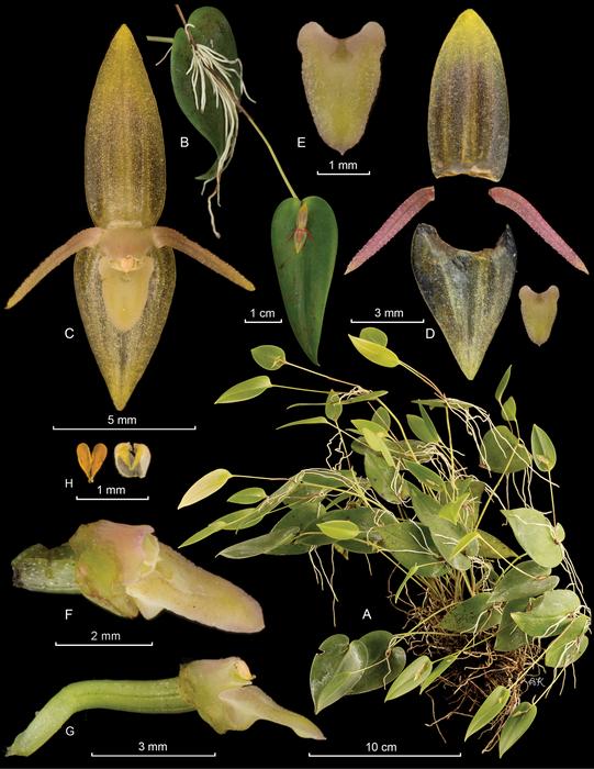 Pleurothallis pridgeoniana