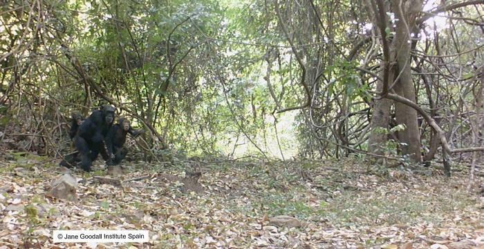 How adult chimpanzees teach young ones to use tools