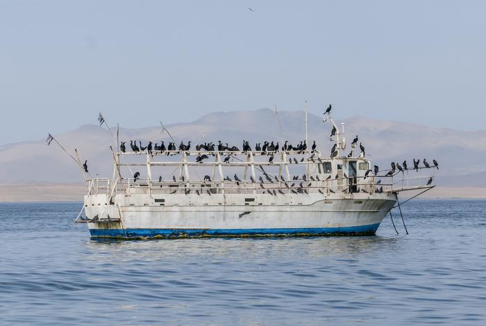 Phalacrocorax brasilianus
