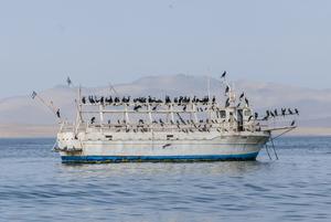 Phalacrocorax brasilianus