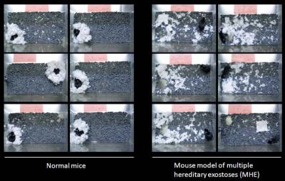 MHE Mouse Behavior