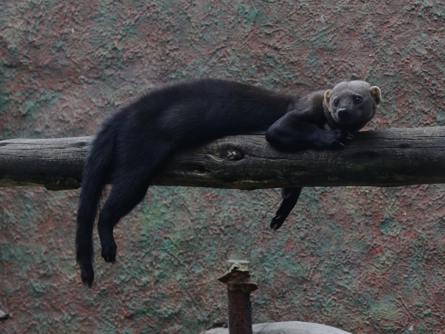 Tayra