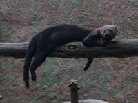 Tayra