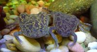 African Clawed Frogs