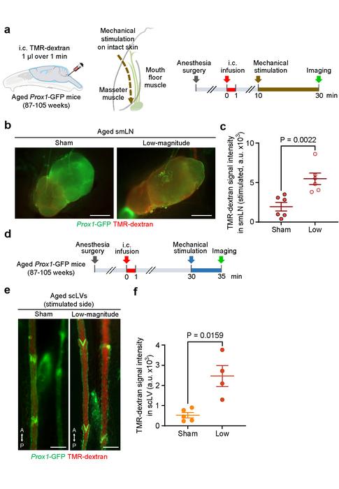 Figure 3. Precise skin stimulation restores brain fluid drainage in aged mice