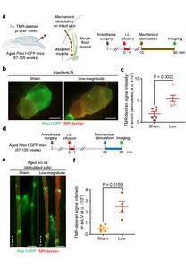 Figure 3. Precise skin stimulation restores brain fluid drainage in aged mice