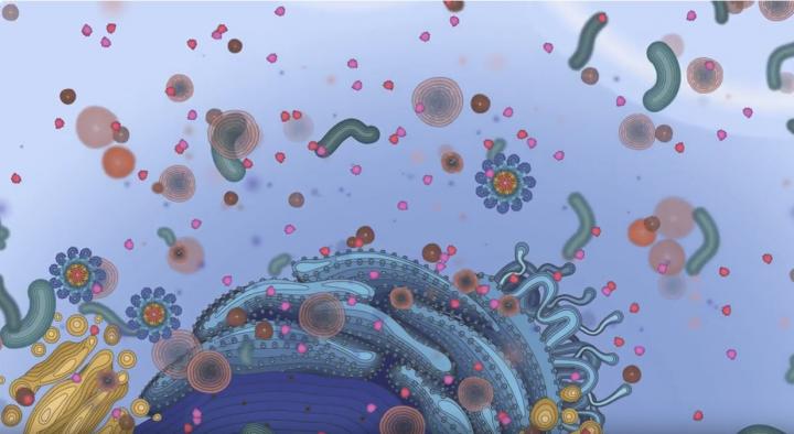 Inflammasome