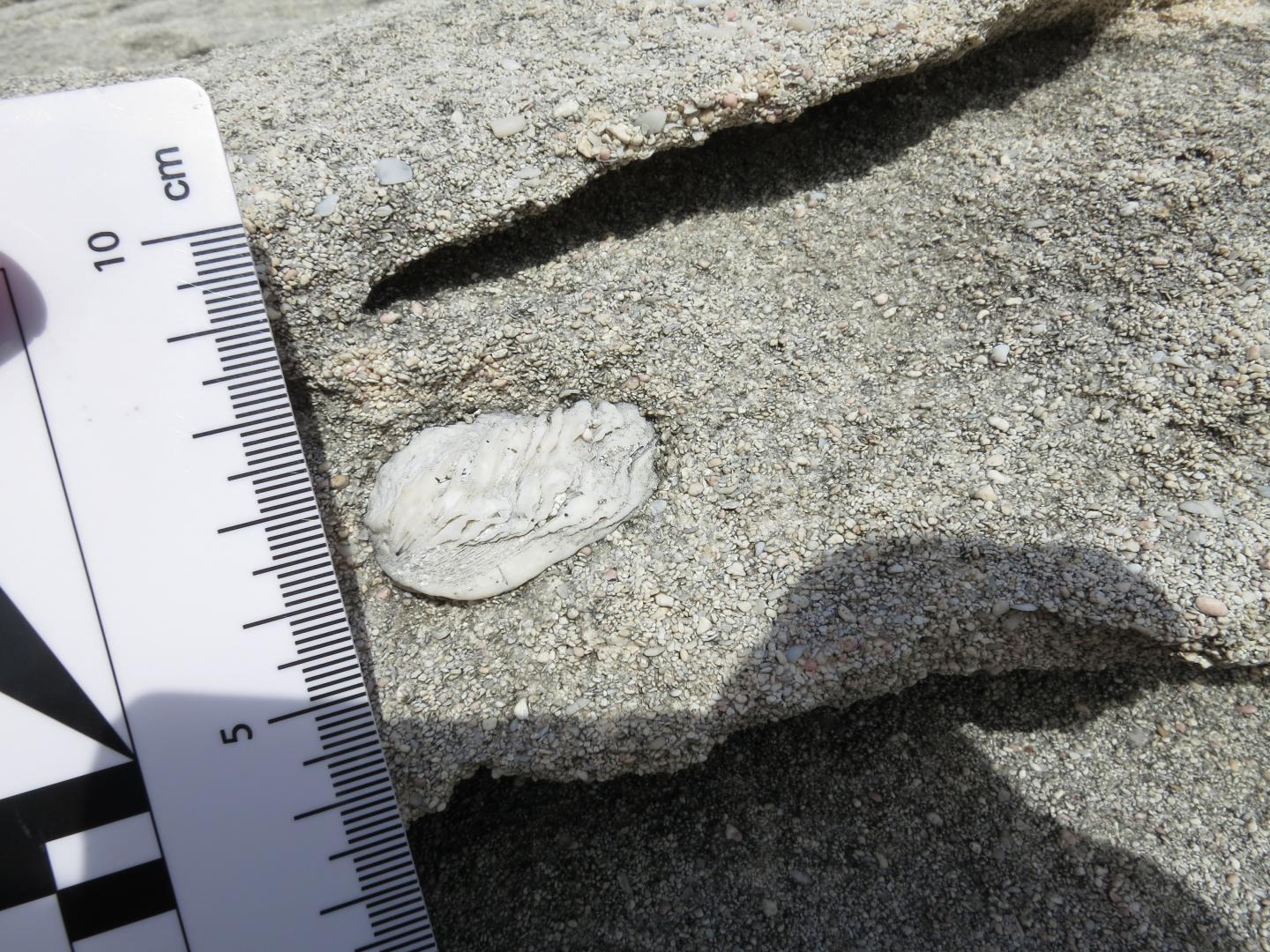 Detection of a Dynamic Topography Signal in Last Interglacial Sea-Level Records (4 of 8)