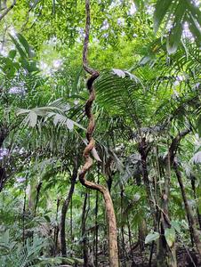 A climbing vine