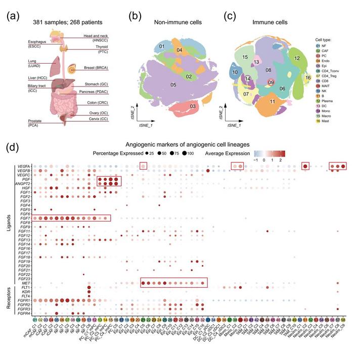 MCAM ADC enhances anti-angiogenic therapy in breast cancer model