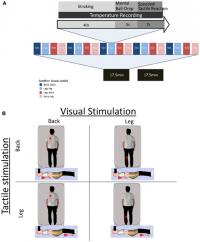 Experimental Paradigm and Factorial Design
