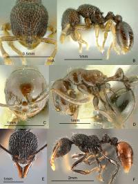 New Species