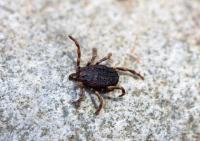 Hard Tick