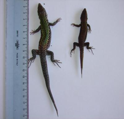 Island and Mainland lizards