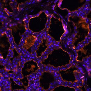 Microscope images of flu receptor in swine mamary gland