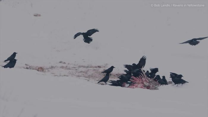 Ravens and wolves