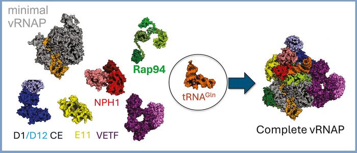tRNA