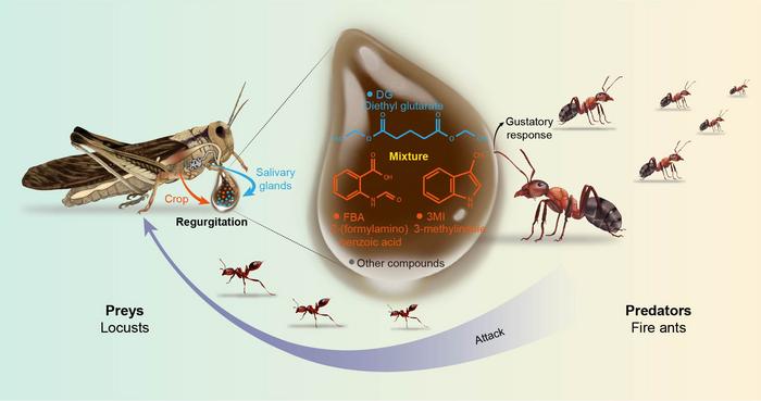 Chemical defense of regurgitation
