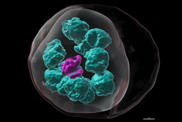 Organelle organization inside the malaria cell while infecting a human red blood cell.