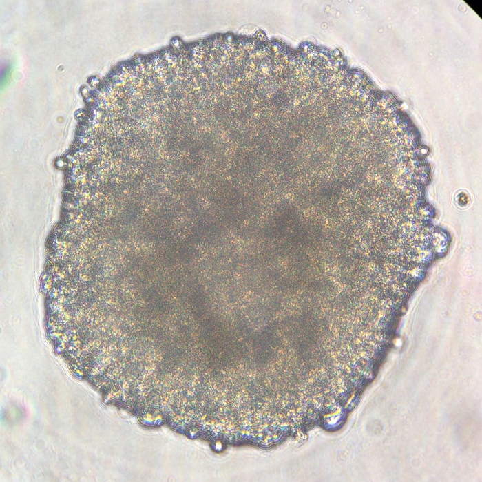 The human hiPSC-derived heart cell cultures for the Cardinal Heart investigation