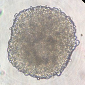 The human hiPSC-derived heart cell cultures for the Cardinal Heart investigation