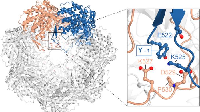 Mitochondrialer Proteinkomplex