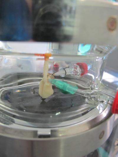 Artificial Lung the Size of a Sugar Cube