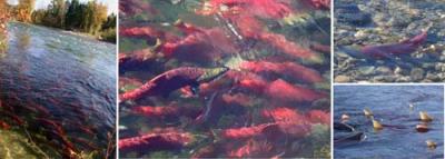 Sockeye Salmon